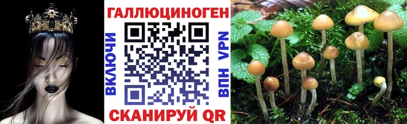 Псилоцибиновые грибы Cubensis  Ельня 